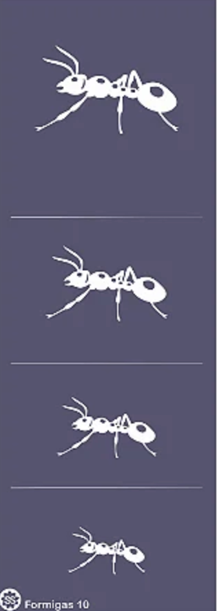 STENCIL FORMIGAS 10
