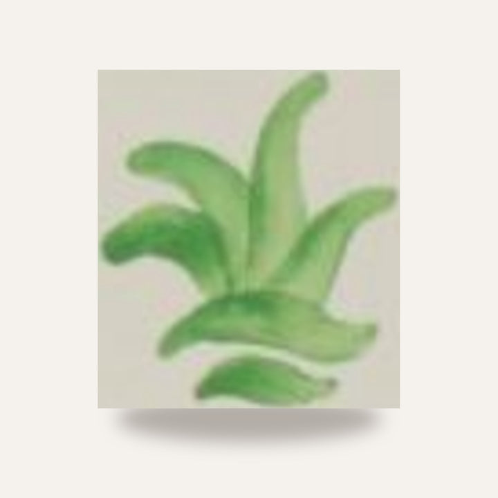 CD 15 VERDE VITORIA — amostra cozida
