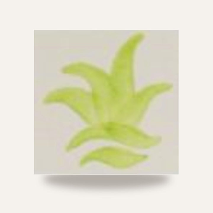 CD 23 PISTACHE — amostra cozida